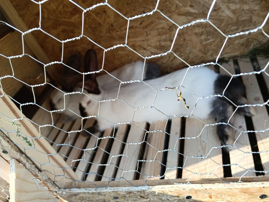 Iepuri uriașii de Transilvania