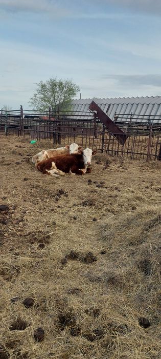 Еркек баспактар сатылады