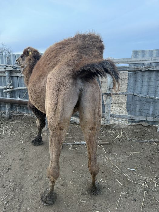 Туйе ургашы 4 туган