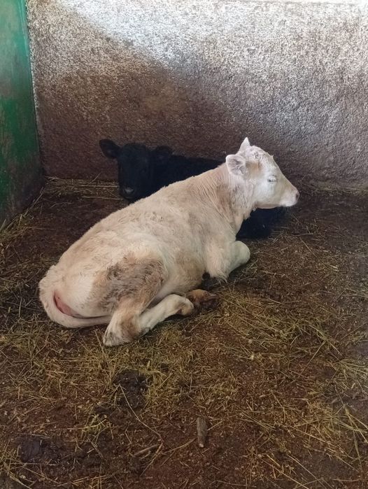 Продам тёлак срочно