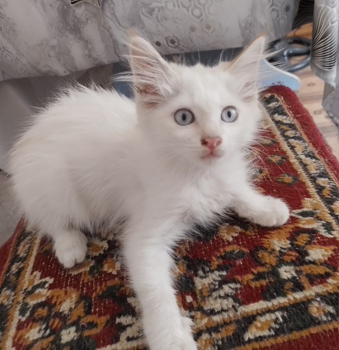 Отдадим котёнка в добрые руки