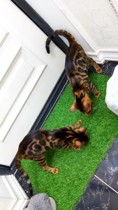 Редкие Бенгалы- шоу класс! Котята