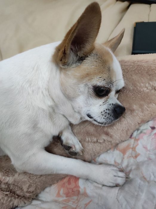 Вязка собак. Порода чихуахуа.