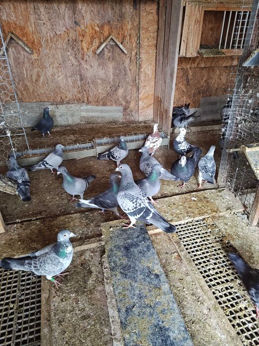 Vând porumbei voiajori