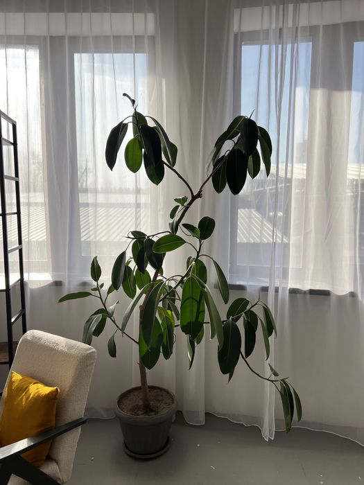 Продам Фикус 180 см