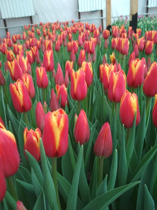 Тюльпаны и гиацинты к 8 марта