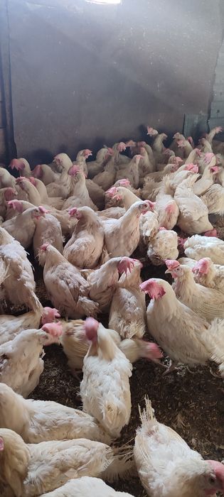 Продаю кур несушек