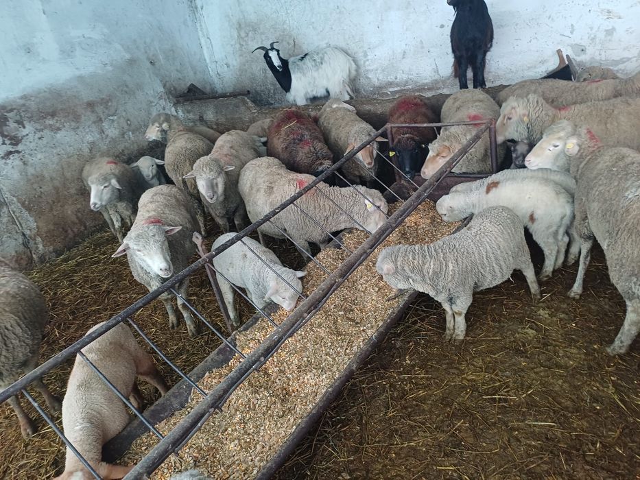 Oi de vanzare…….