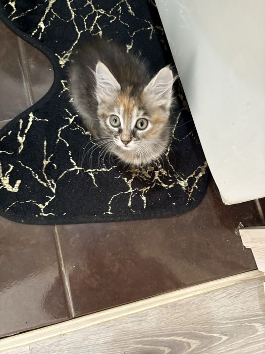 Отдаю котенка 2,5 месяца