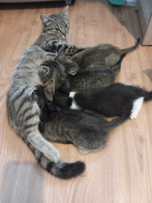 pisoi jucausi si dragalasi