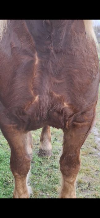 Vand sau schimb un manz de 4 ani si o manza de 4 ani gestanta