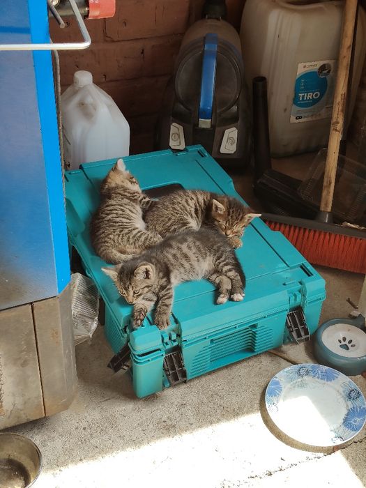 Отдам котят за 10тг.