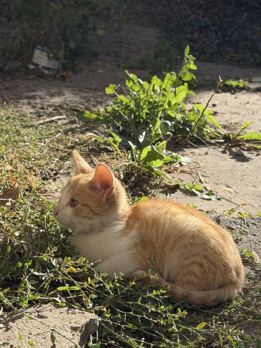 милые котята бесплатно