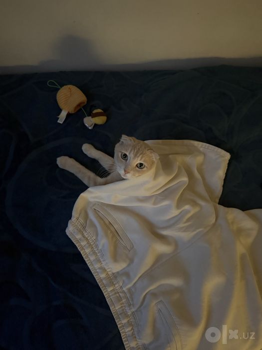 Отдаем кота в добрые руки