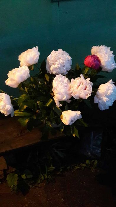 Продам Пионы .Букет.Цветы.