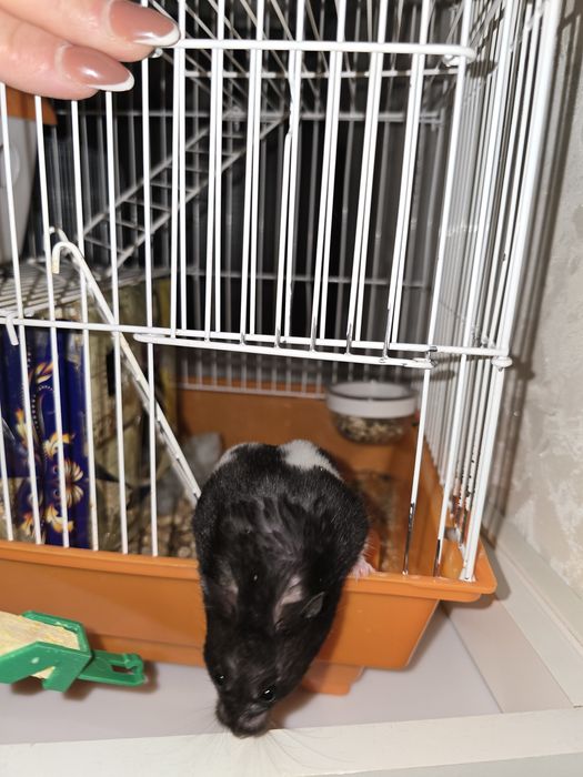 Хомяк сирийский с клеткой