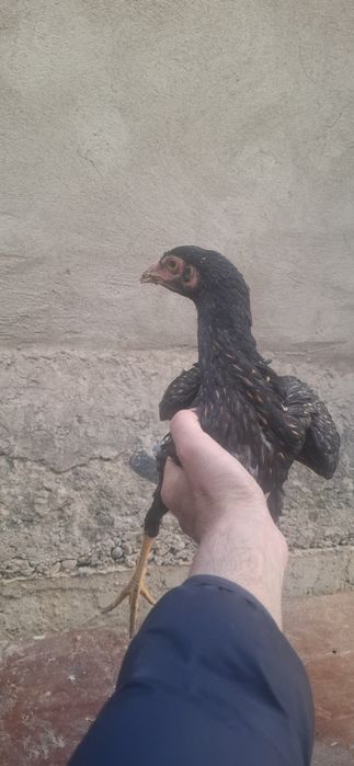 Дакан жужалари сотилади зотига тозалигига 100% гарантя