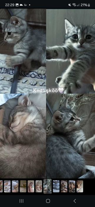 Продаётся скотиш страйт  3.5 месяца