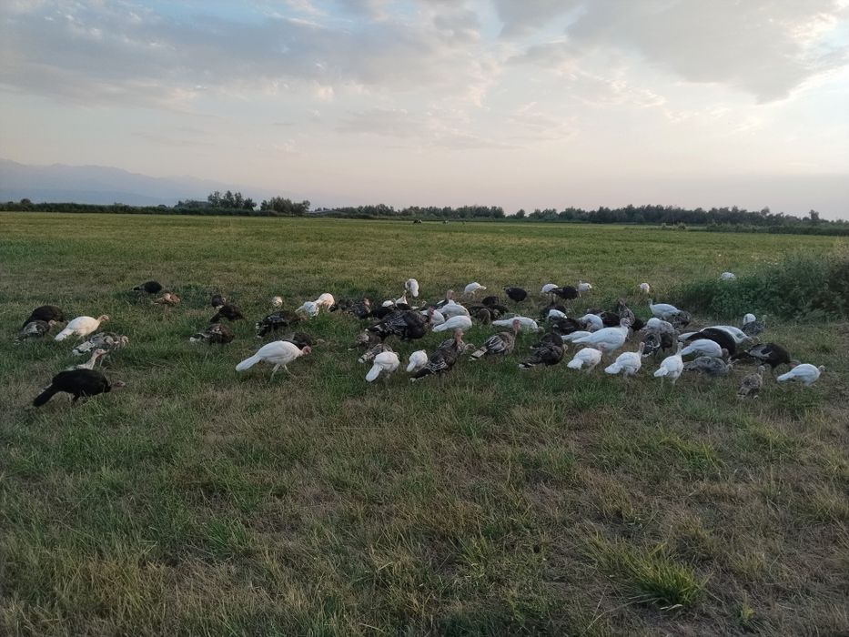 Срочно продам Индюков