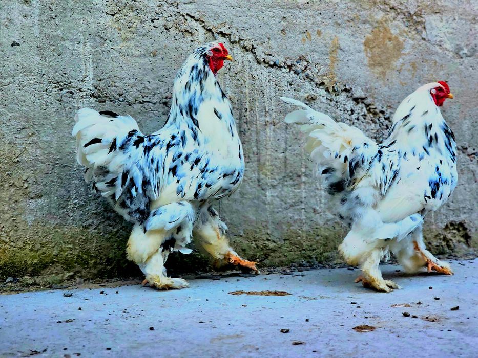 Брама Далматинец қораздары сатылады