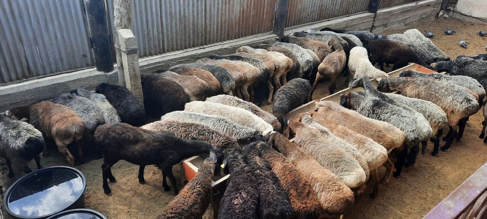 май семиз кой токты тусак кошкар