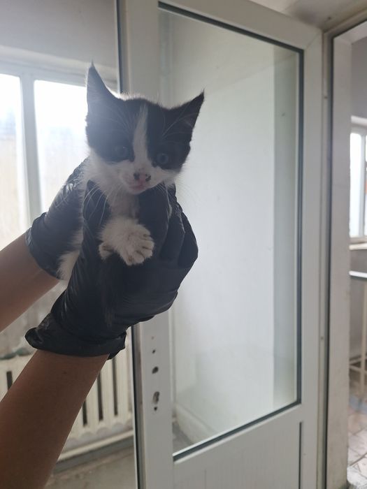 Отдам котёнка девочку 2 месяца