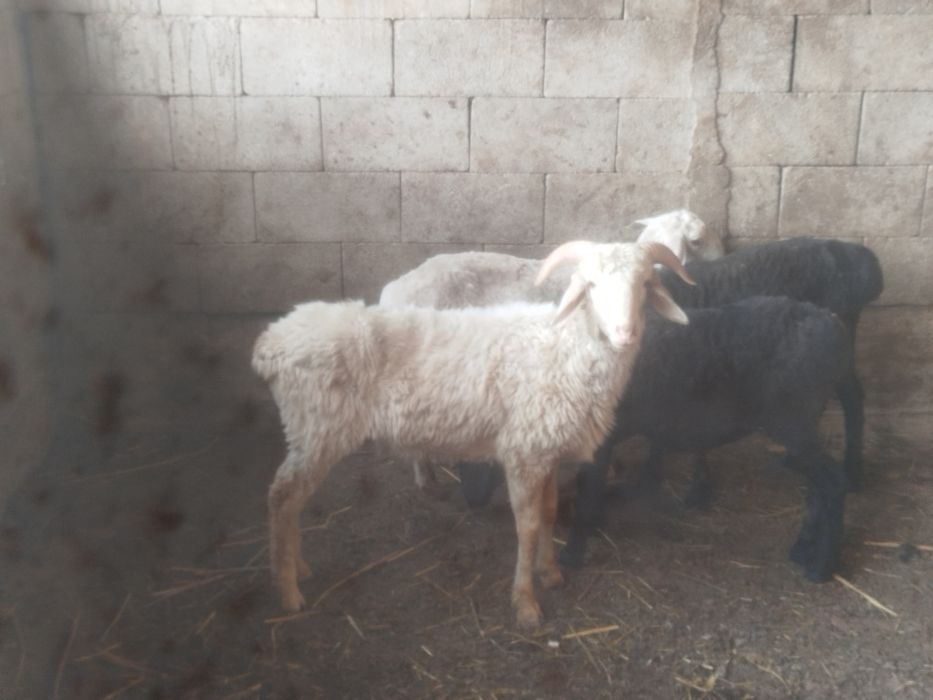 Продам баранов срочно