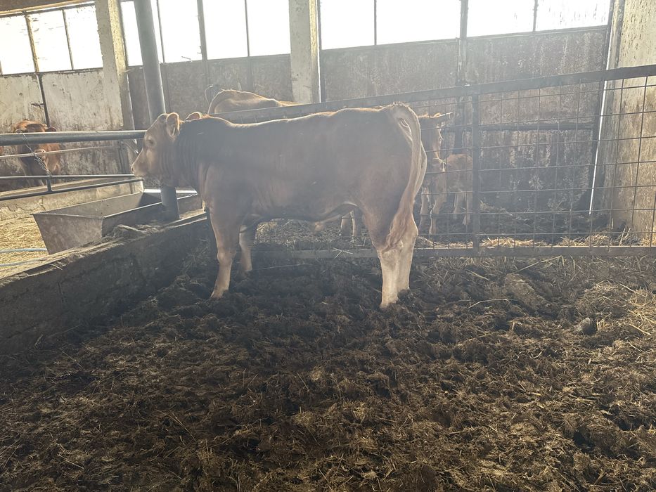 Tauras Limousin cu pedigree