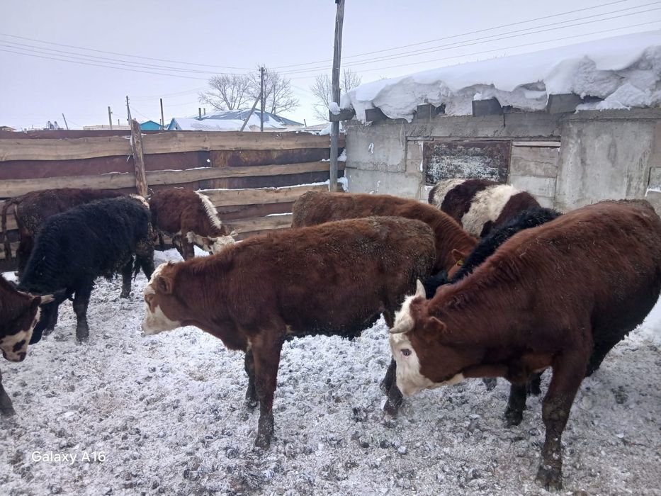 Продам быков оптом