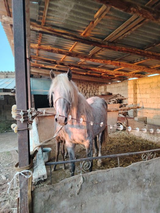 Құлынды бие сатылады