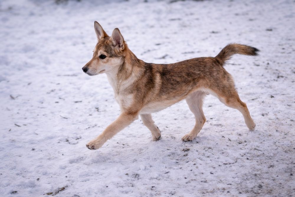 Отдам щенка в хорошие руки