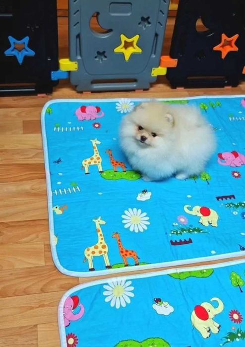 Померан мини baby face