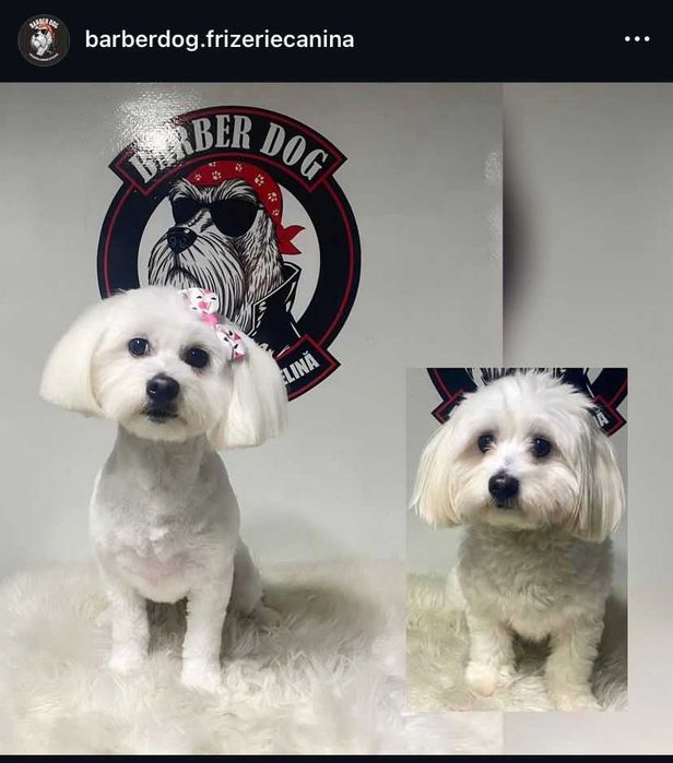 Frizerie canina si felina in fata casei in Bucuresti si Ilfov