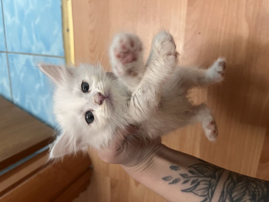 Маленькие котята 1,5 месяца