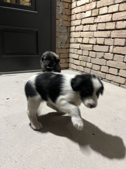 Щенки алабай.