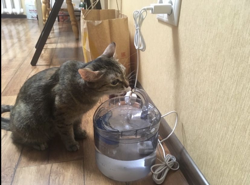 Питьевой фонтанчик для кошек