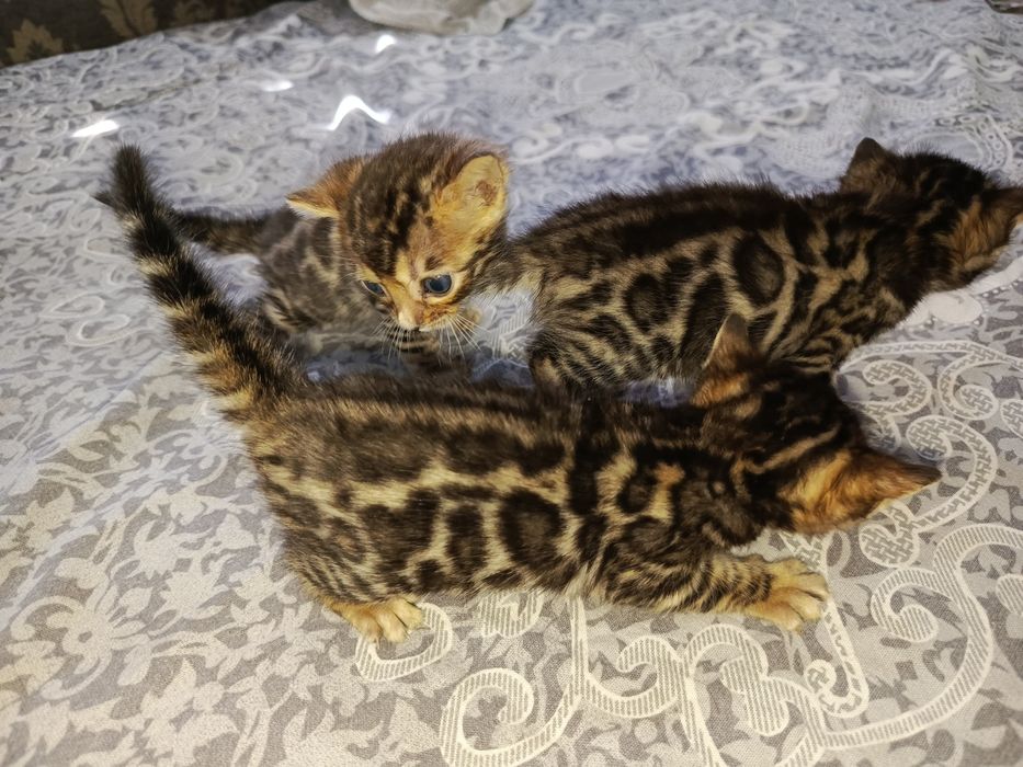 Laura Alievaning porno suratlari