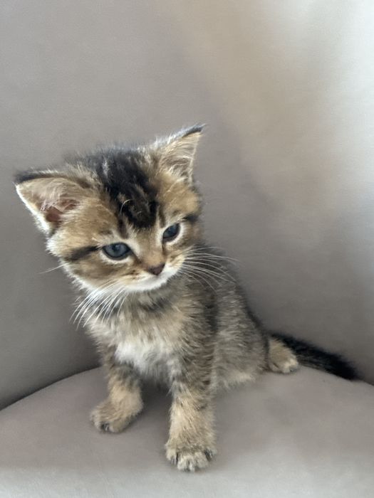 Девочка шиншилла