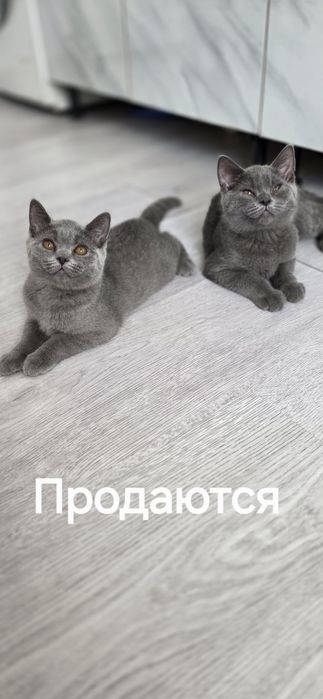 Продаются котята скитиш страйт