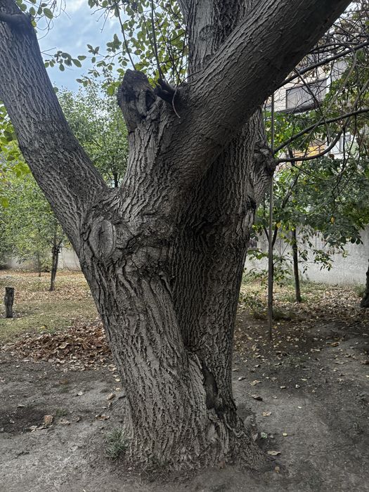 Дерево грецкого ореха