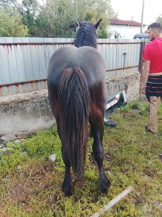 Manz și mânză de vânzarea