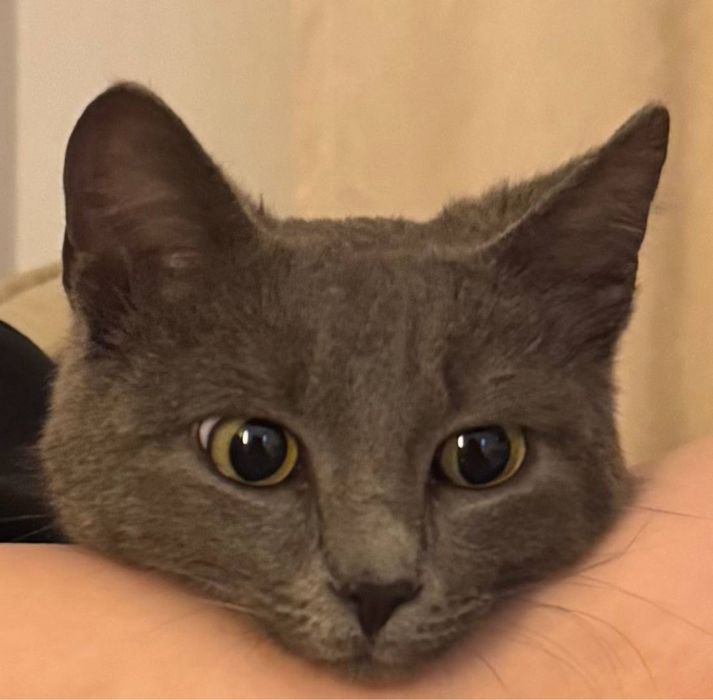Отдаем котенка/кота