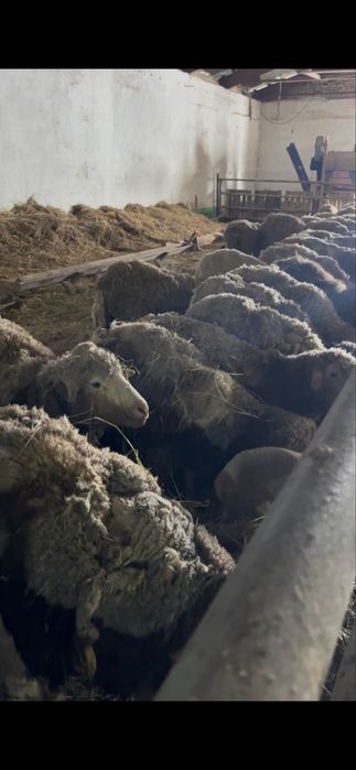 Бараны с ягнятамти.