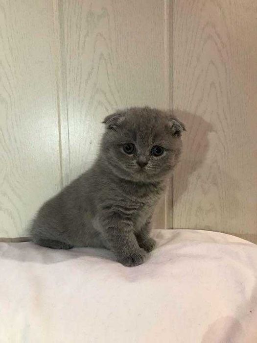 Вислоухие шотландские котята