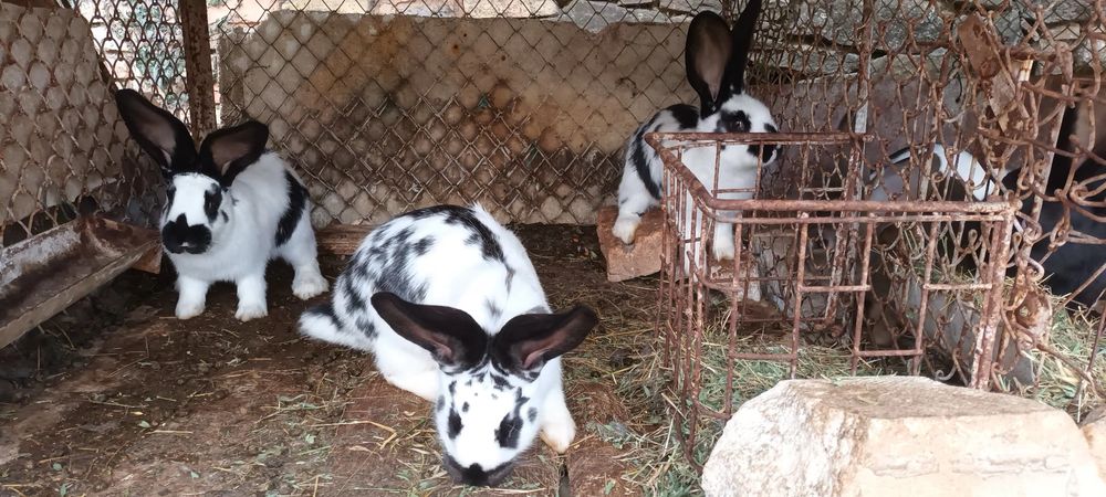 Зайци на 3 месеца