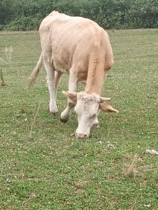 Vind vaca  de 6 ani și juninca de 3 ani fatata recent