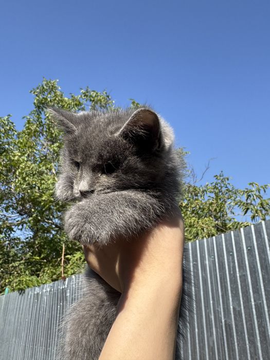 Котенок ищет дом!