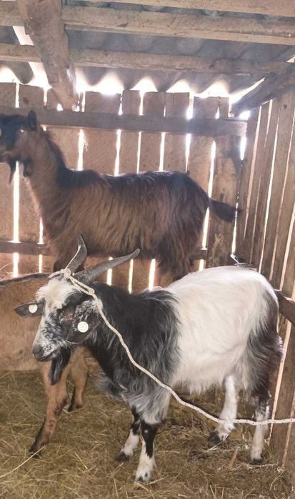 Capre de vânzare bune și de lapte