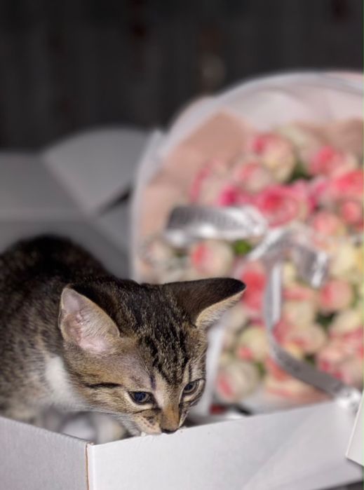 Отдам котенка в добрые ручки