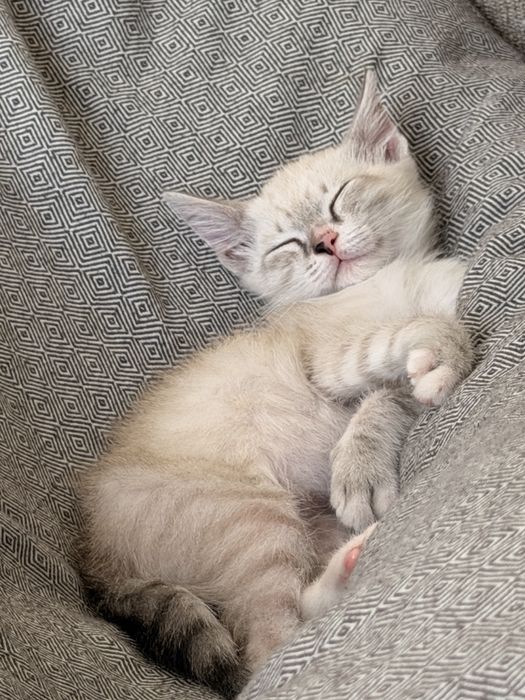 котенок 2 месяца мальчик